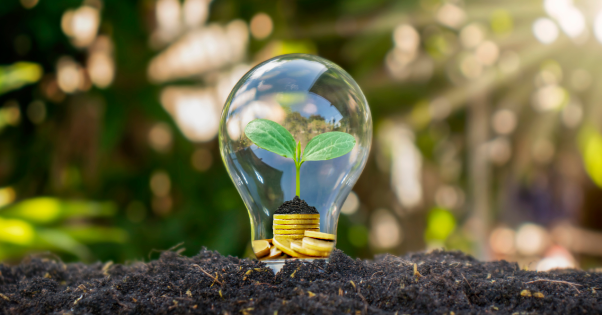 bulb planted in soil with small plant inside